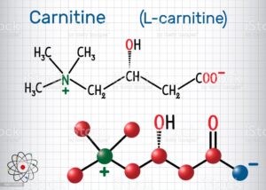 Carnitine (L-carnitine) molecule. Structural chemical formula and molecule model. Sheet of paper in a cage. Vector illustration